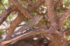 Chamaeleo arabicus