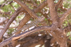 Chamaeleo arabicus
