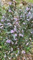 Strobilanthes cusia