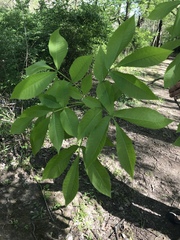 Carya ovata