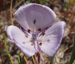 Calochortus uniflorus