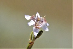 Tigridia arequipensis