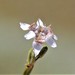Tigridia arequipensis - Photo (c) anaarenaria, algunos derechos reservados (CC BY-NC), subido por anaarenaria