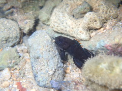 Plesiops coeruleolineatus