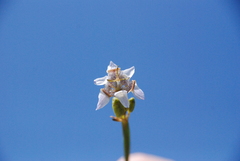 Tigridia arequipensis