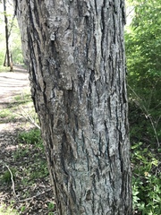 Carya ovata