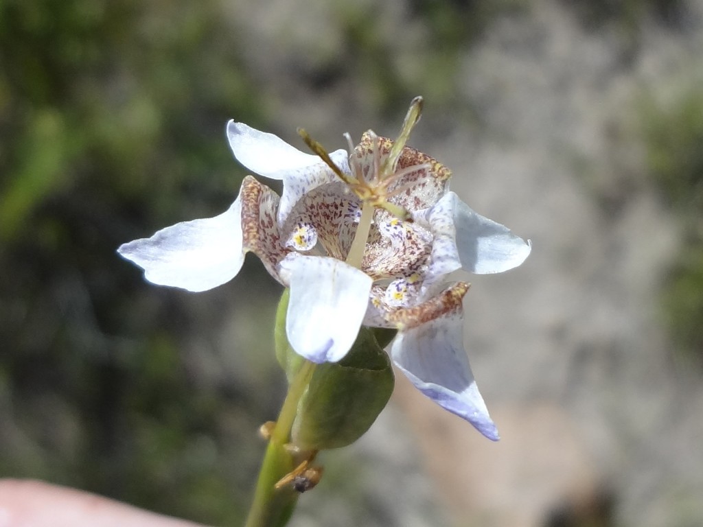 Tigridia arequipensis