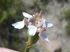Tigridia arequipensis