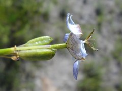 Tigridia arequipensis