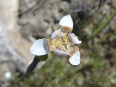 Tigridia arequipensis
