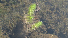 Myriophyllum quitense