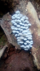 Fungi