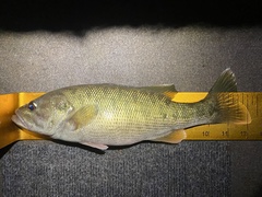 Micropterus coosae
