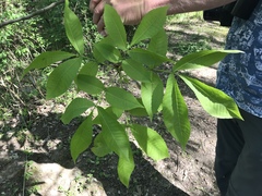 Carya ovata