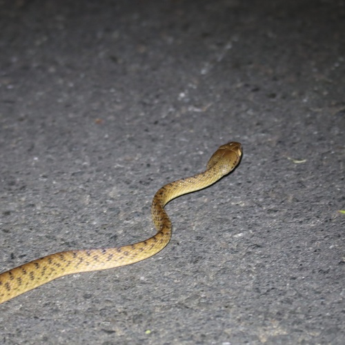 Brown Tree Snake sighting