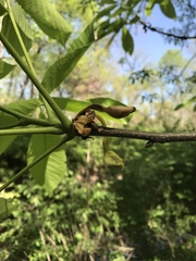 Carya ovata