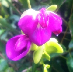 Canavalia bonariensis