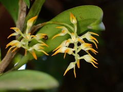 Desmosanthes