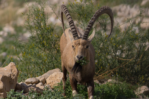 Nubian Ibex