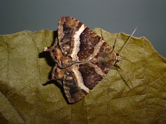 Coronidia leachi