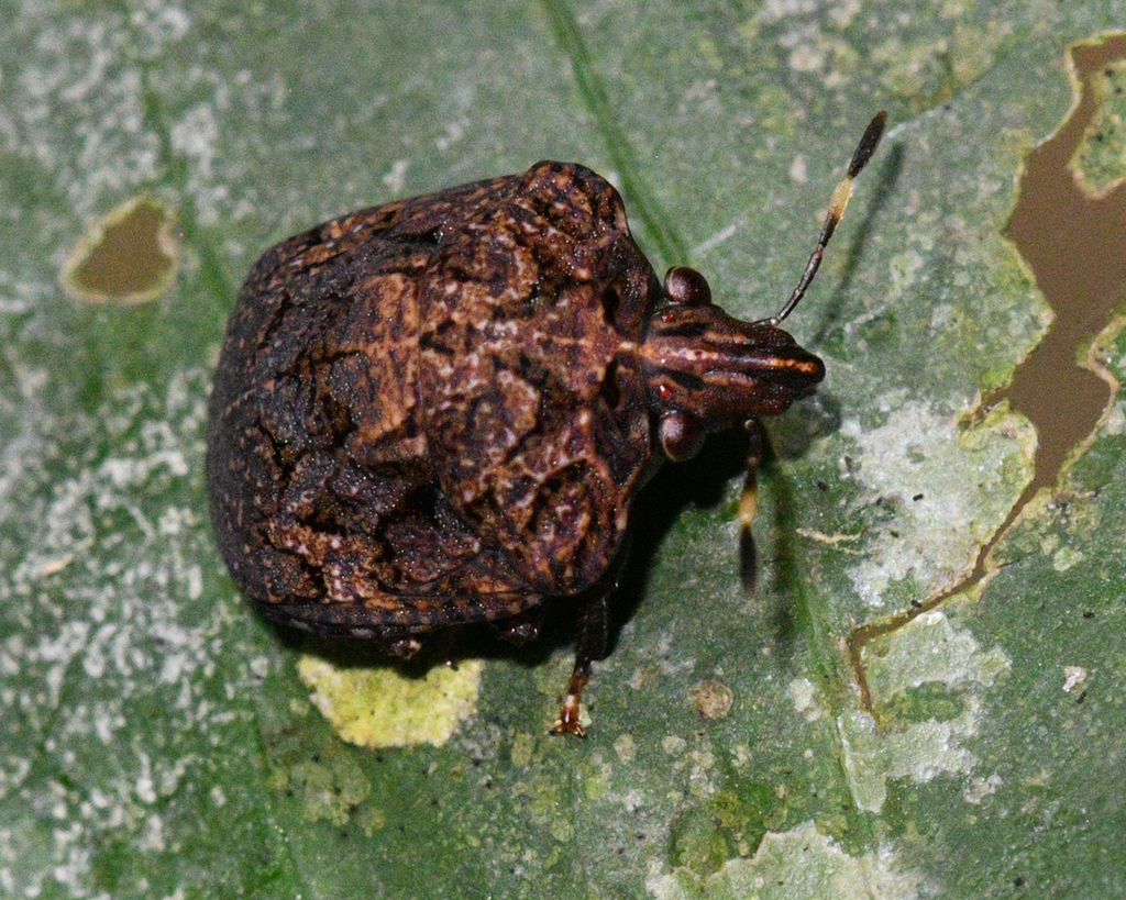 Crathis longifrons