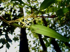 Desmosanthes