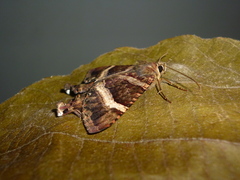 Coronidia leachi
