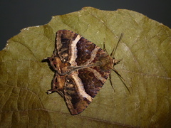 Coronidia leachi