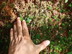 Liphistius malayanus