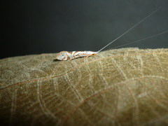 Nectopsyche separata