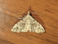 Alucita adriendenisi