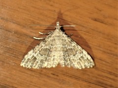 Alucita adriendenisi