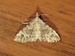 Alucita adriendenisi