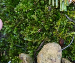 Fissidens taxifolius