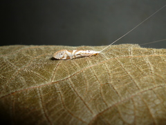 Nectopsyche separata