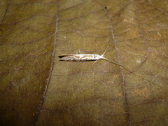 Nectopsyche separata