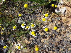 Foveolina tenella