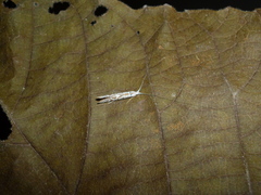 Nectopsyche separata