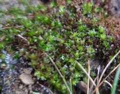 Ptychostomum capillare