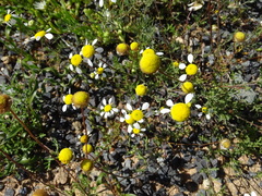Foveolina tenella