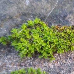 Syntrichia montana