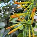 Agelanthus transvaalensis - Photo (c) Duncan McKenzie,  זכויות יוצרים חלקיות (CC BY-NC), הועלה על ידי Duncan McKenzie