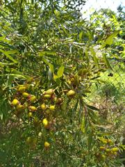 Hypericum canariense