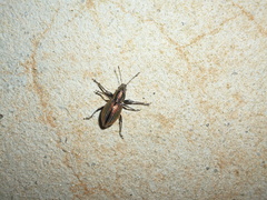 Naupactus tremolerasi