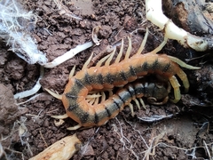 Scolopendra cingulata