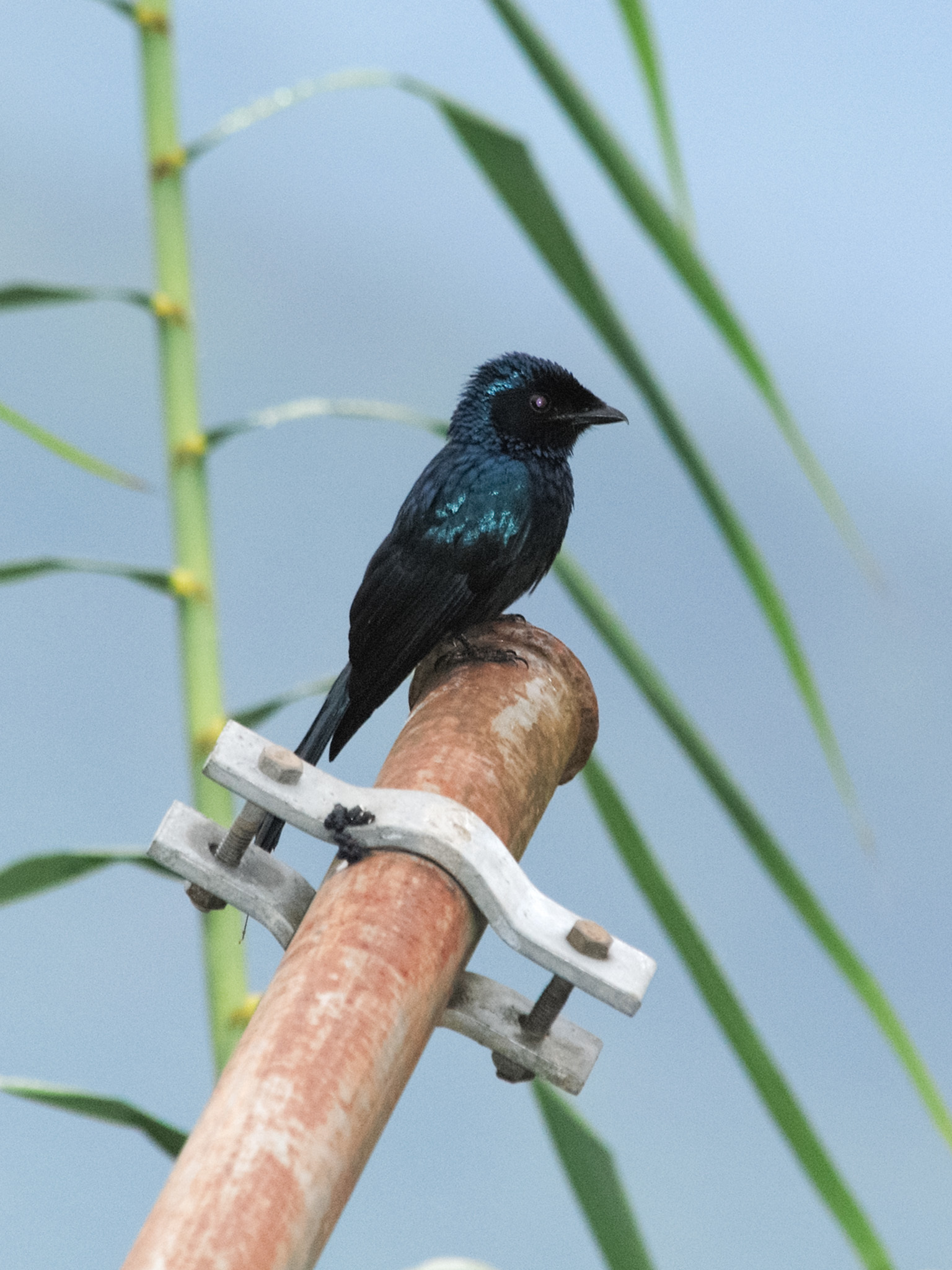 Lesser Racket-tailed Drongo