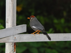 Pterorhinus mitratus