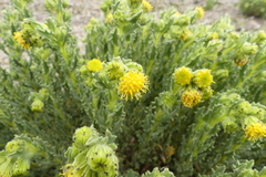 Senecio adenophyllus