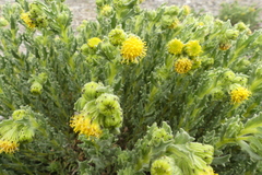 Senecio adenophyllus