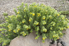 Senecio adenophyllus